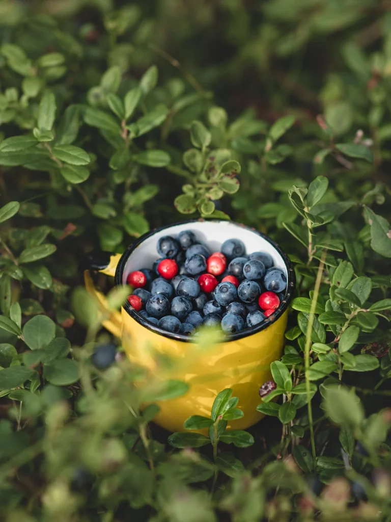 Food from the nature of Lapland