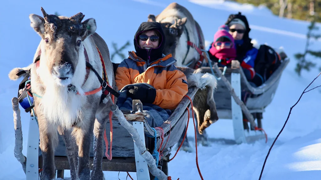 Reindeer hike