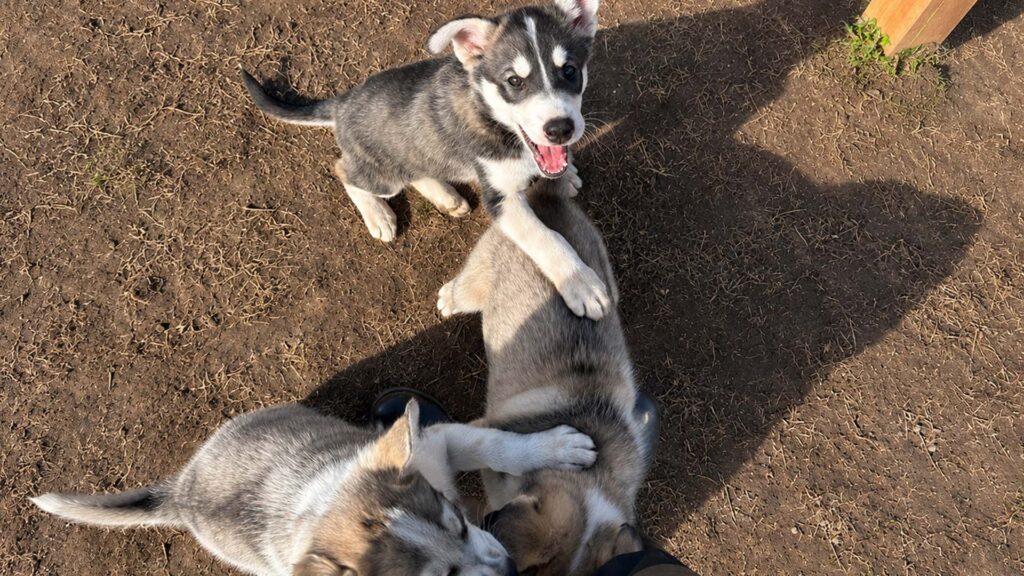 Vierailu huskytilalla